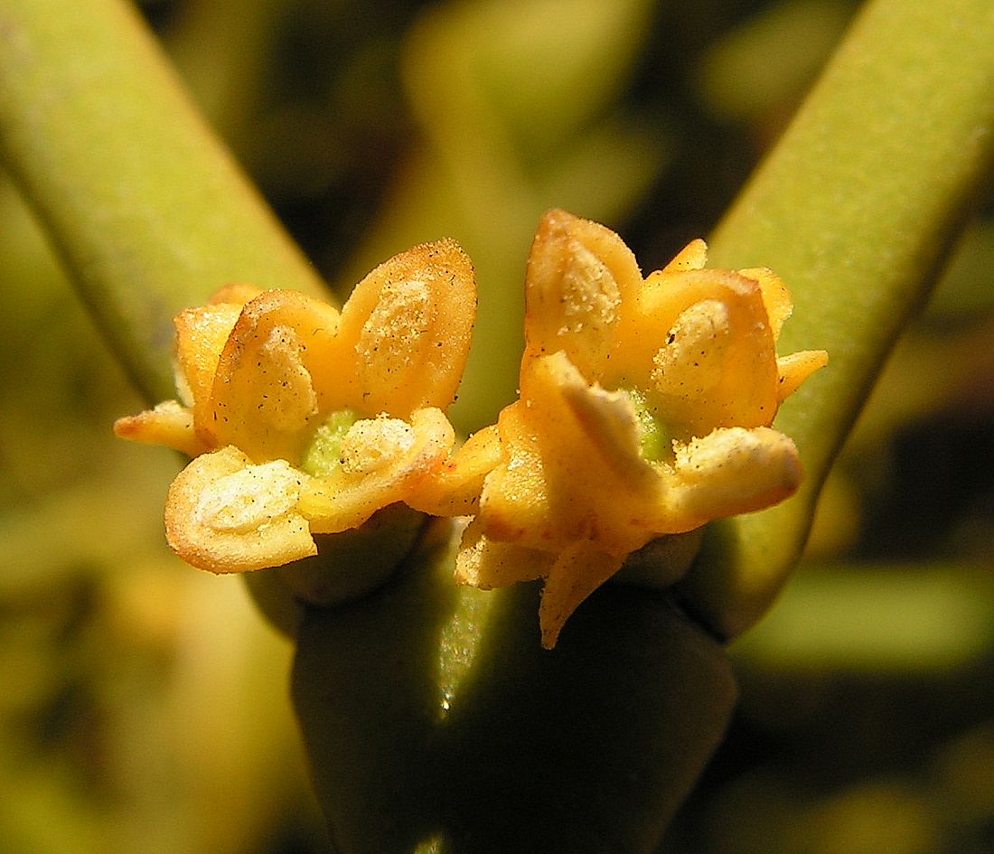 Image of Viscum coloratum specimen.