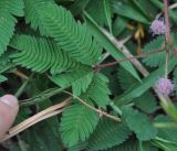 Mimosa pudica
