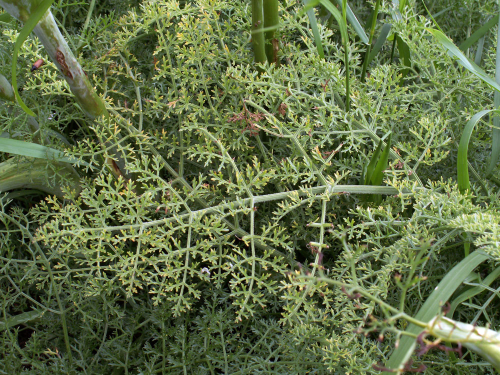 Изображение особи Ferula tschuiliensis.