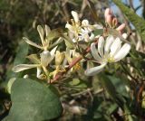 Lonicera