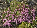 Silene acaulis