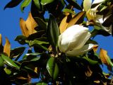 Magnolia grandiflora. Ветви растения с цветком. Крым, Ялта, городской парк. 13.06.2009.