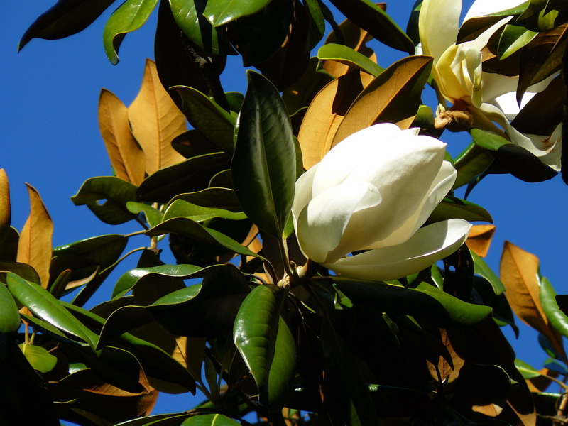 Image of Magnolia grandiflora specimen.