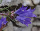 Edraianthus graminifolius