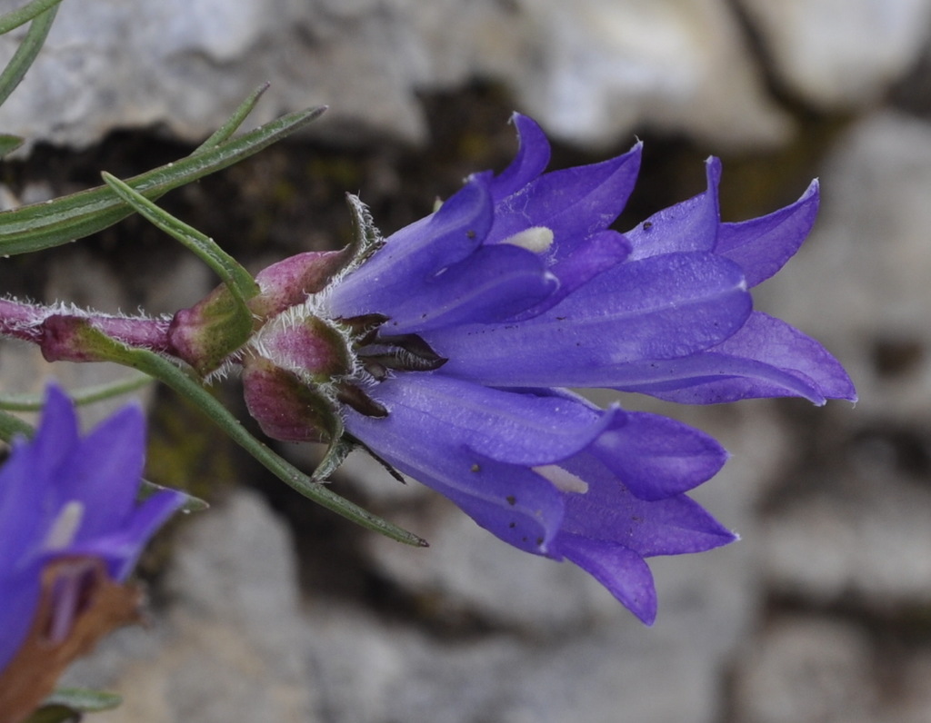 Изображение особи Edraianthus graminifolius.