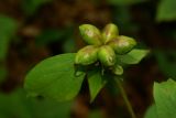 Paeonia lactiflora. Плод. Приморский край, Партизанский р-н, нижнее течение р. Литовки, падь Коробковка, в дубовом лесу (Quercus dentata). 10.08.2013.