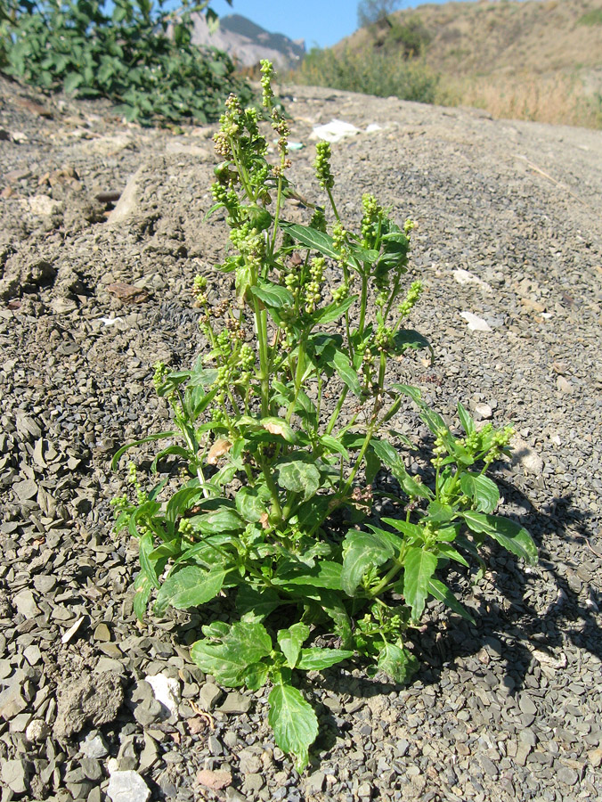 Image of Mercurialis annua specimen.