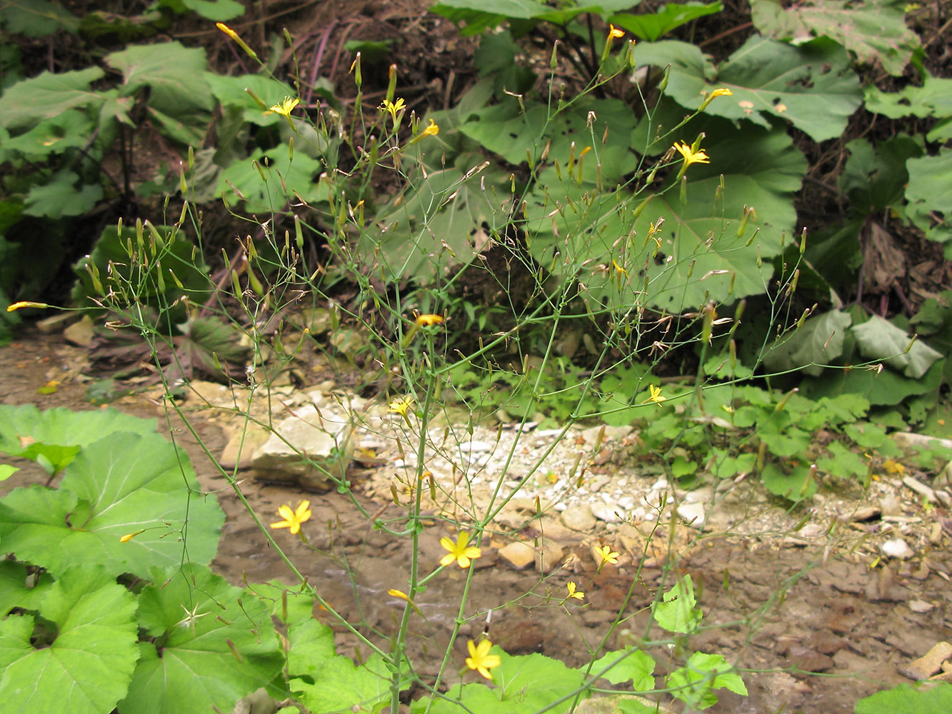 Image of Mycelis muralis specimen.