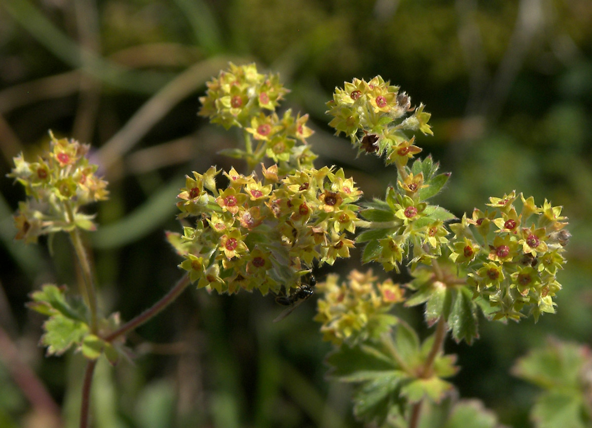 Изображение особи Alchemilla sericata.