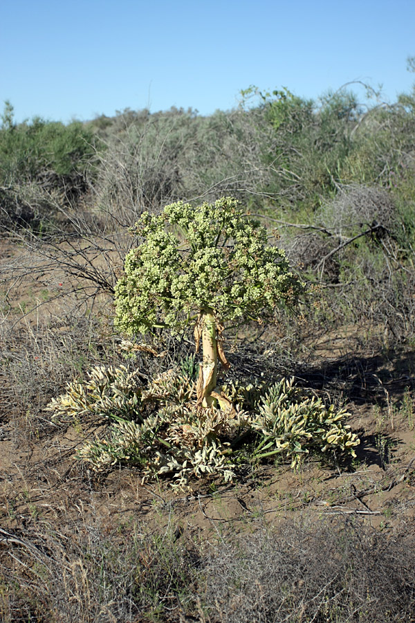 Изображение особи Ferula foetida.