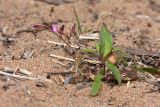 Melandrium dioicum. Цветущее растение. Финляндия, Северная Остроботния, окр. пос. Virpiniemi, открытый участок песка среди тростников на берегу моря. 10.09.2013.