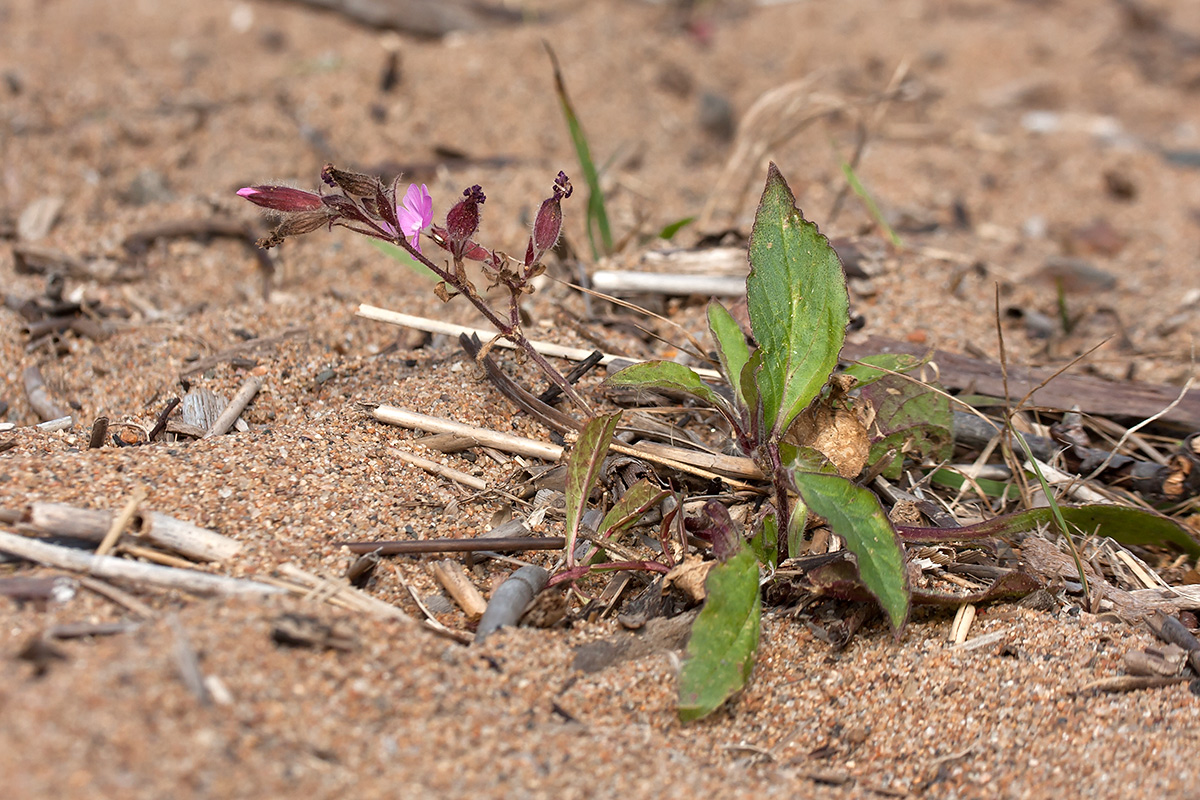 Image of Melandrium dioicum specimen.