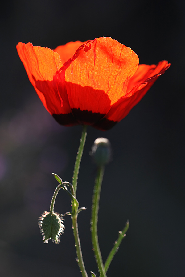 Изображение особи Papaver pavoninum.