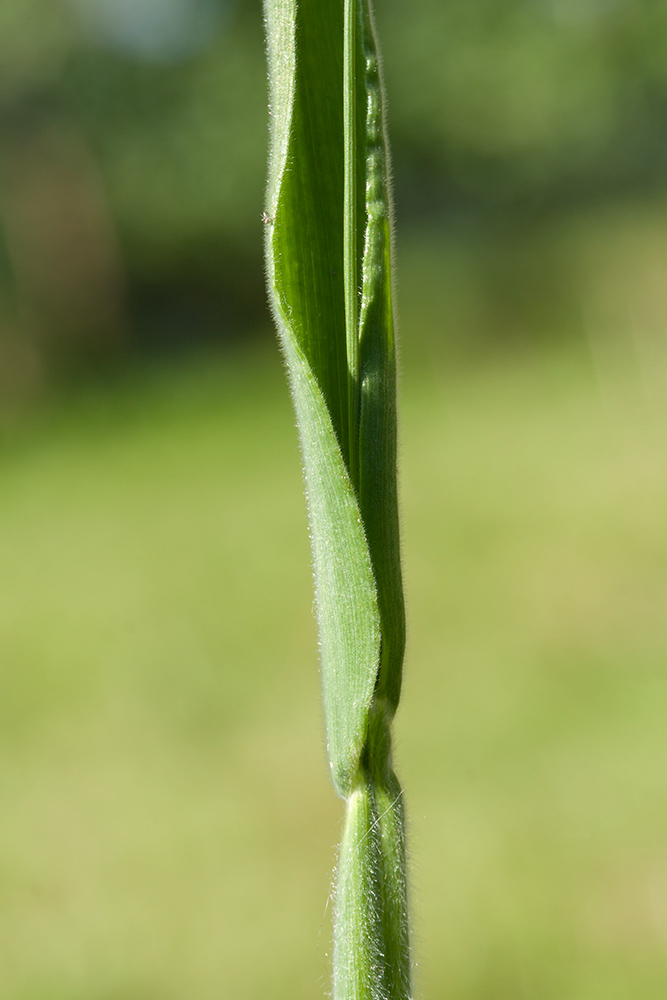 Image of Lagurus ovatus specimen.