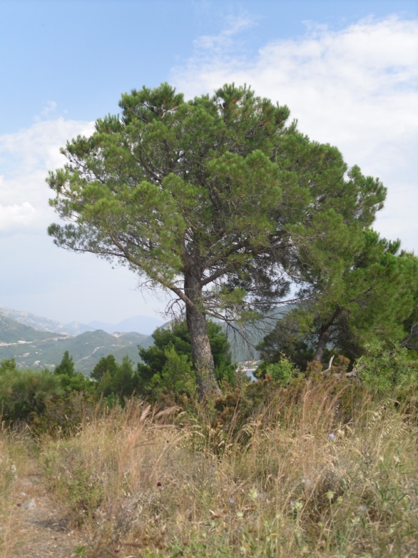 Image of Pinus pinaster specimen.