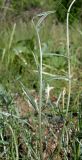 Astragalus pseudotataricus