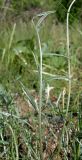 Astragalus pseudotataricus. Лист. Ростовская обл., Персиановские степи, Аютинские склоны. 05.05.2013.
