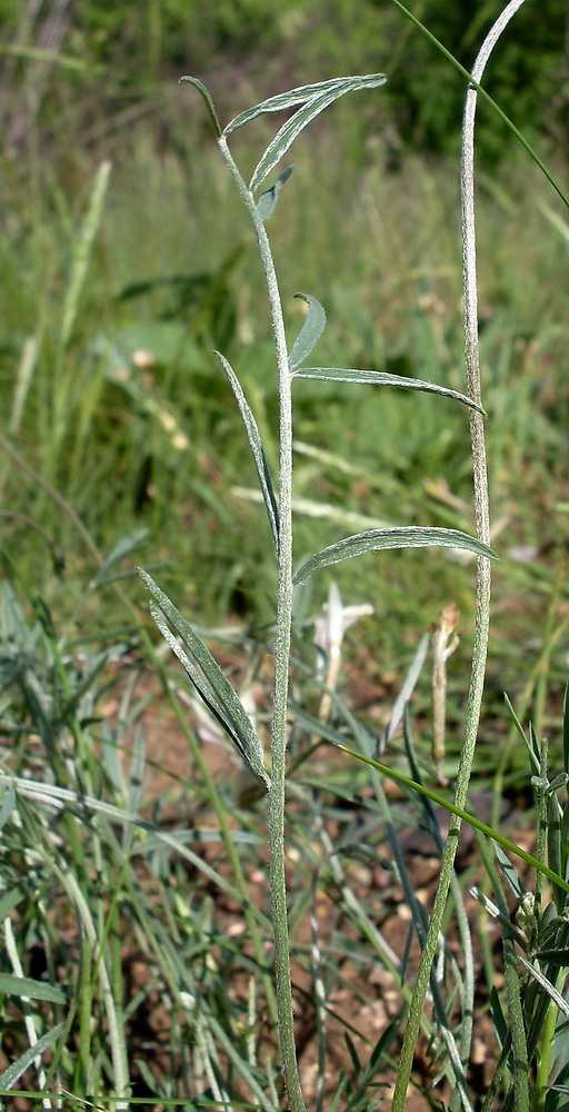 Image of Astragalus pseudotataricus specimen.