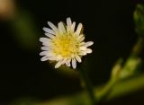 Symphyotrichum subulatum. Соцветие. Израиль, центральная Арава, пос. Сапир, парк, берег пруда. 29.10.2013.