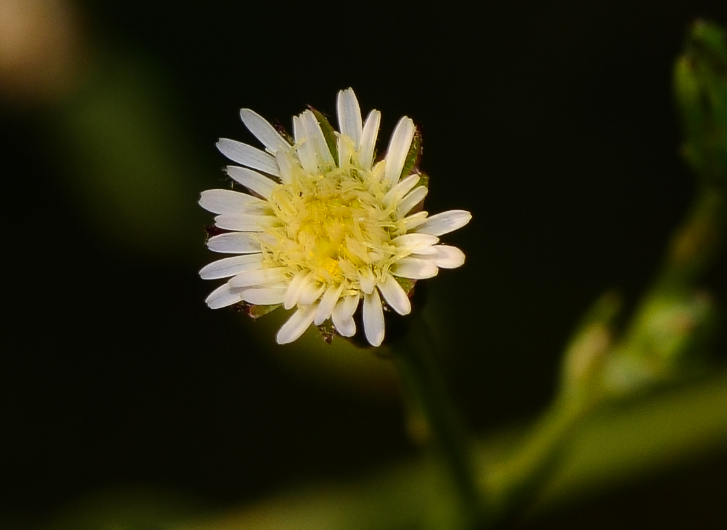 Изображение особи Symphyotrichum subulatum.