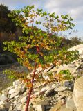 Euphorbia stricta