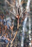 Rhododendron sichotense