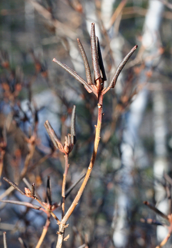 Image of Rhododendron sichotense specimen.