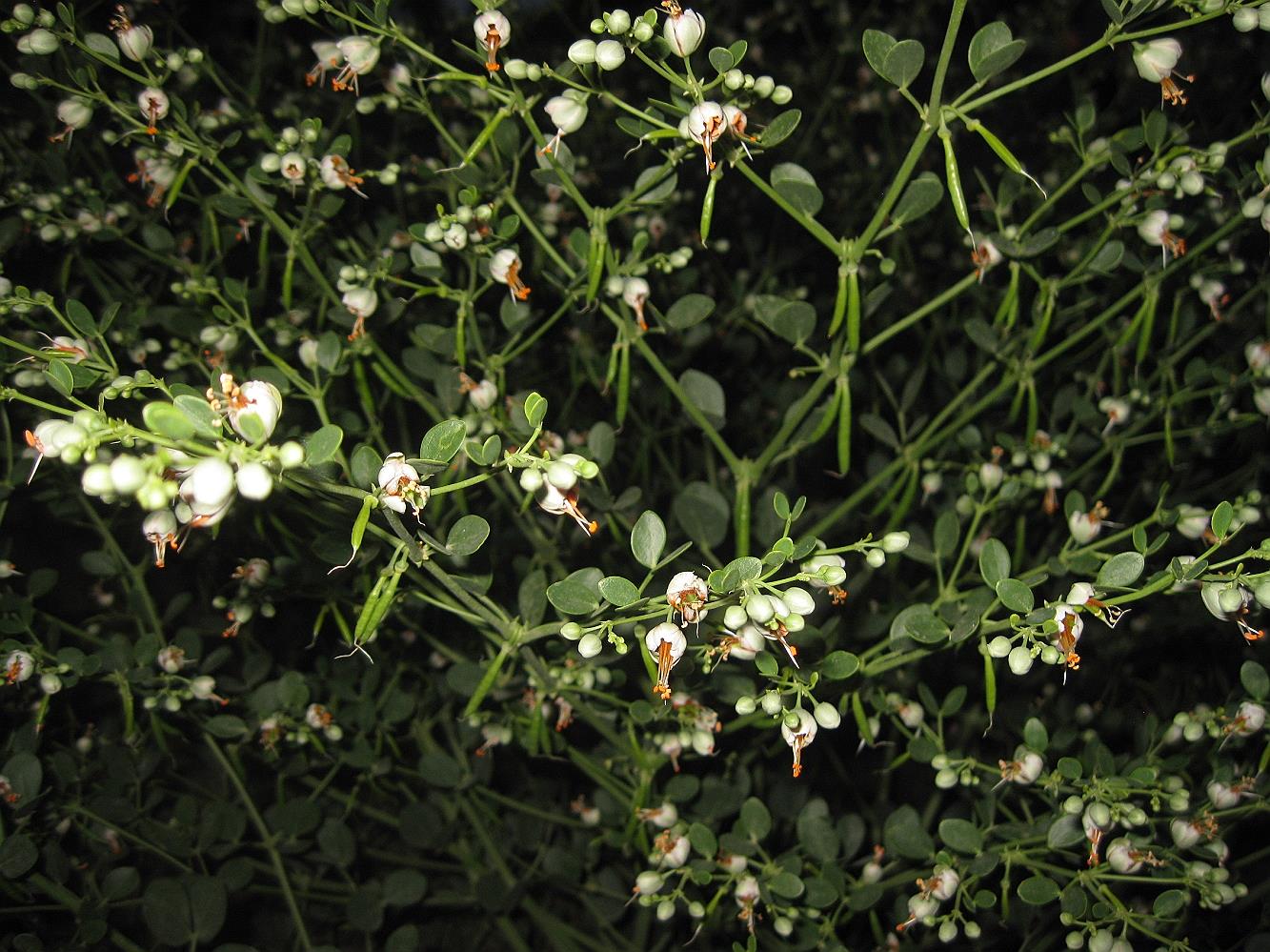 Image of Zygophyllum fabago specimen.