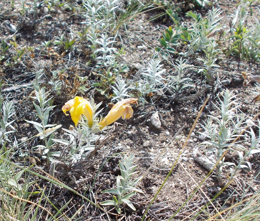 Image of Cymbaria daurica specimen.