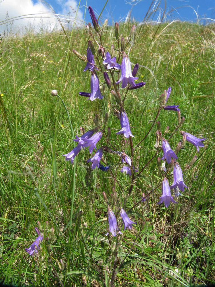 Image of Campanula sibirica specimen.