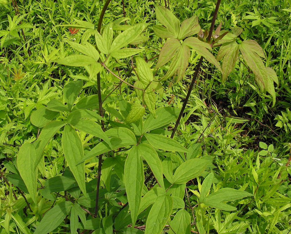 Image of Clematis fusca specimen.