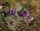 Pulsatilla turczaninovii
