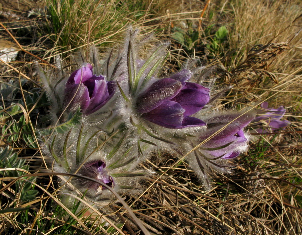 Image of Pulsatilla turczaninovii specimen.