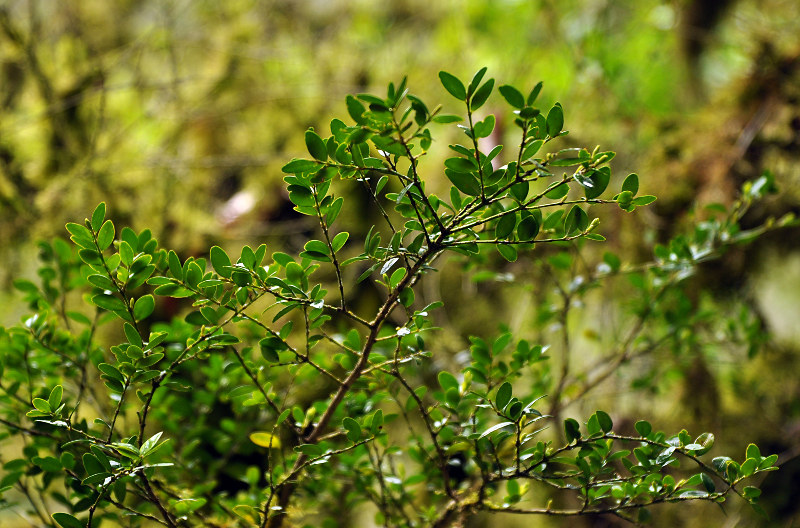 Изображение особи Buxus colchica.