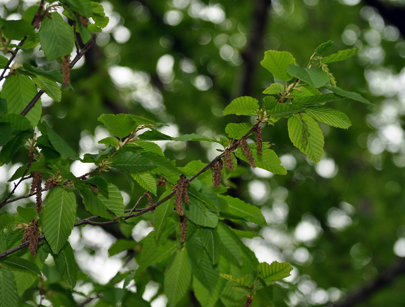 Image of Carpinus betulus specimen.