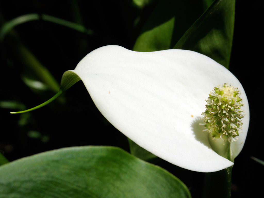 Изображение особи Calla palustris.