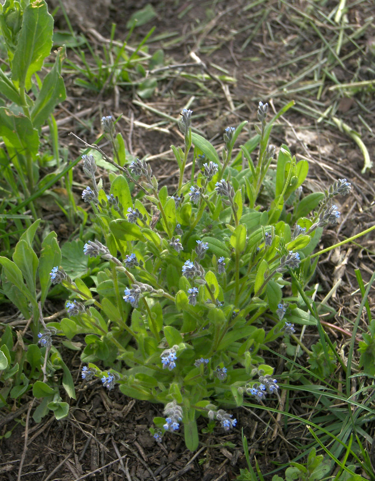Image of Myosotis micrantha specimen.
