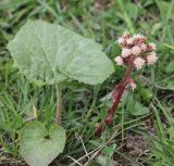 Petasites hybridus