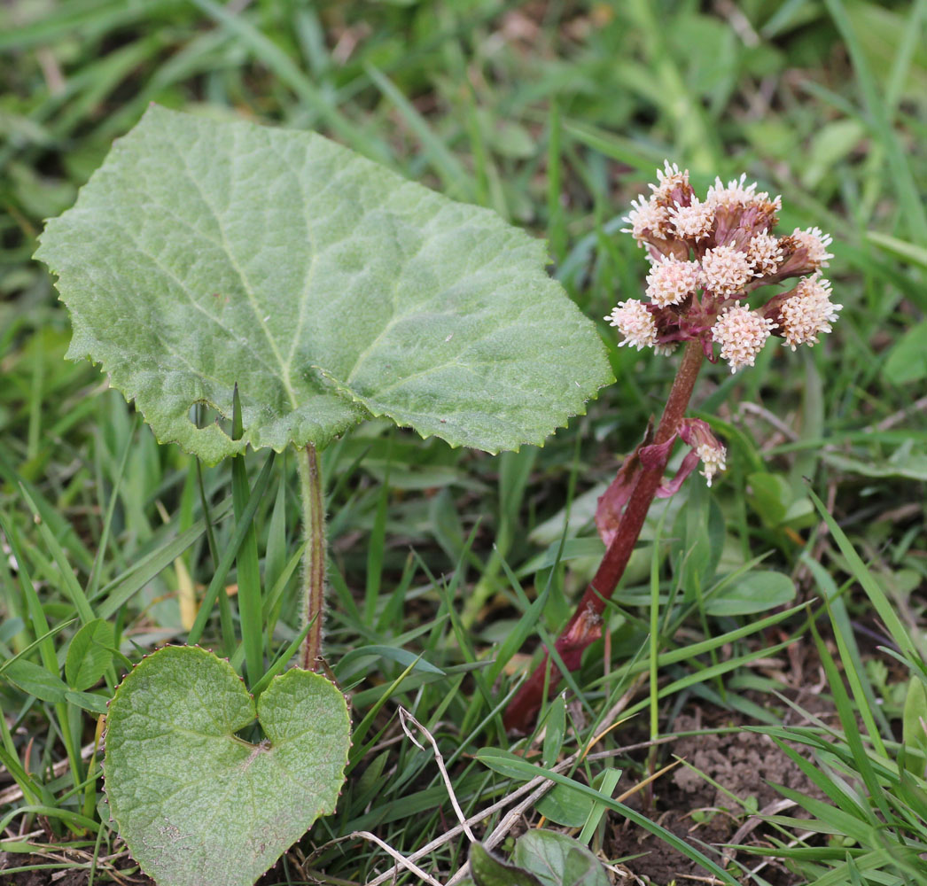 Изображение особи Petasites hybridus.