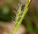 genus Carex