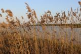 Phragmites australis. Верхушки сухих растений. Вологодская область, Череповецкий район. 20.05.2014.