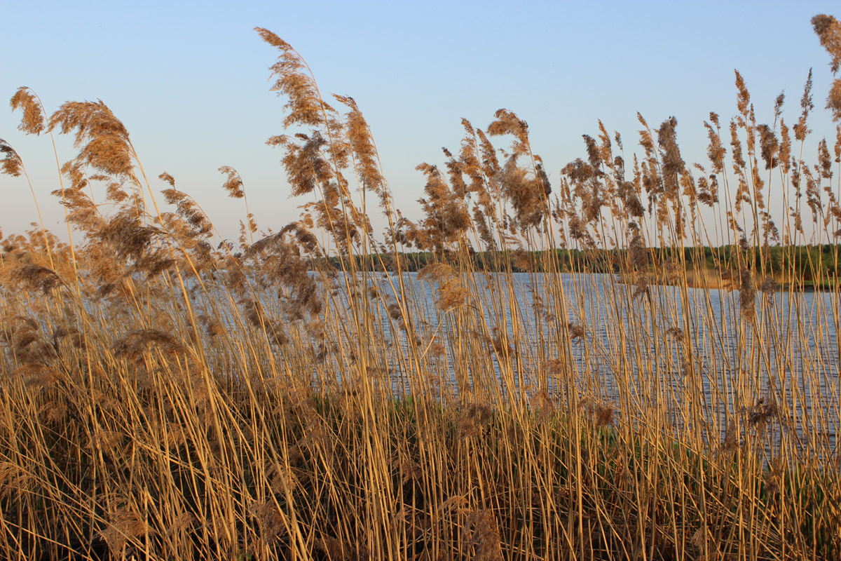 Изображение особи Phragmites australis.