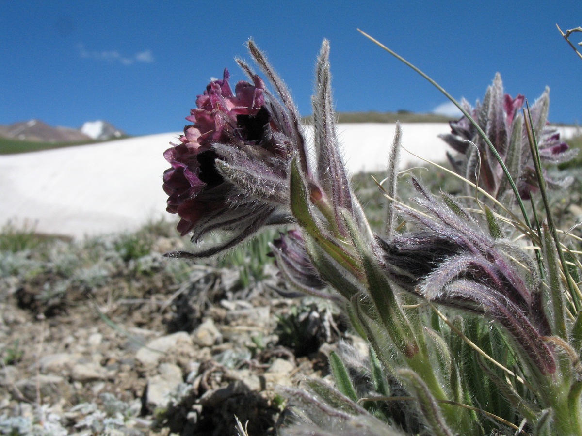 Image of Macrotomia euchroma specimen.
