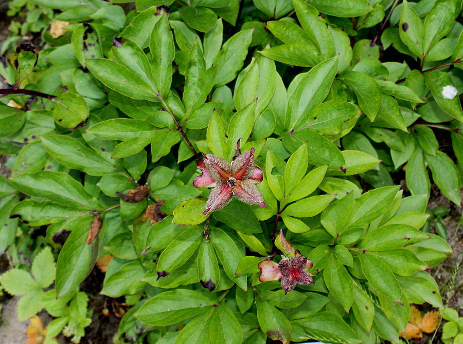 Image of Paeonia lactiflora specimen.