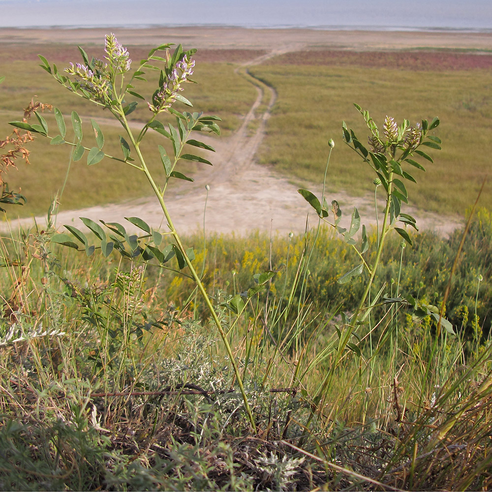 Image of Glycyrrhiza glabra specimen.