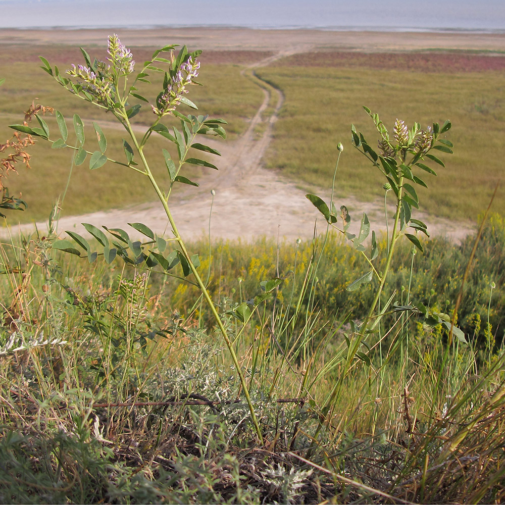 Изображение особи Glycyrrhiza glabra.