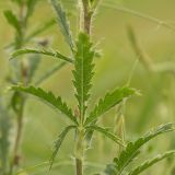 Potentilla recta