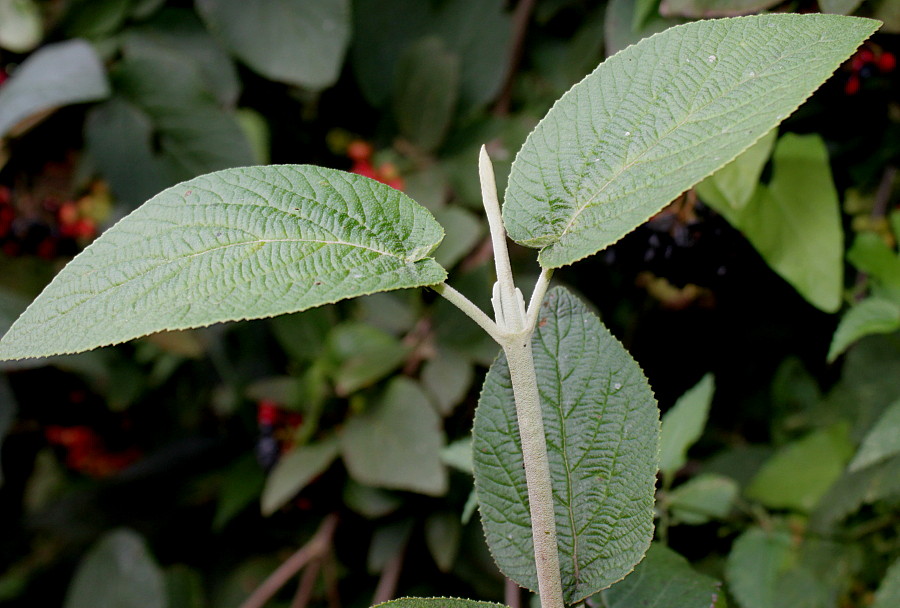 Image of Viburnum lantana specimen.