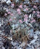 Allium psebaicum