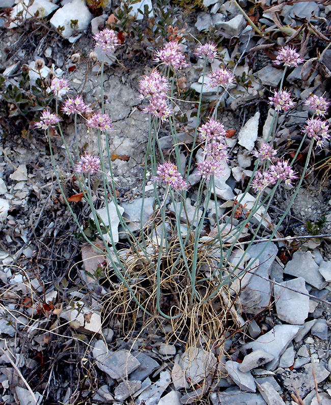 Изображение особи Allium psebaicum.